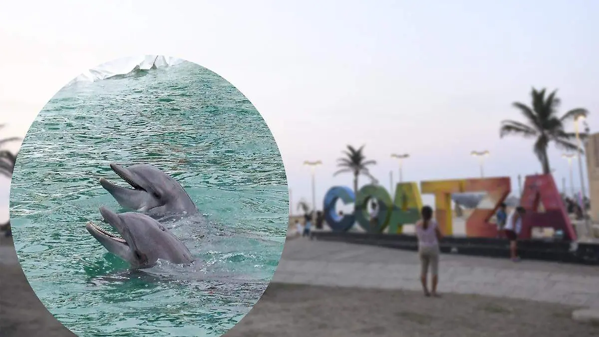 Delfines en Coatzacoalcos